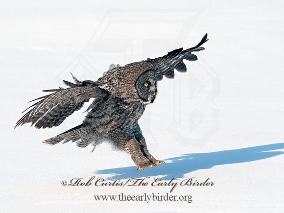 Strix nebulosa  GREAT GRAY OWL 8030536