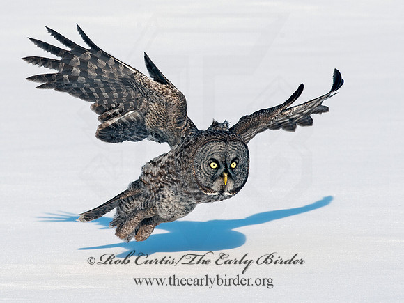 Strix nebulosa  GREAT GRAY OWL 8030548