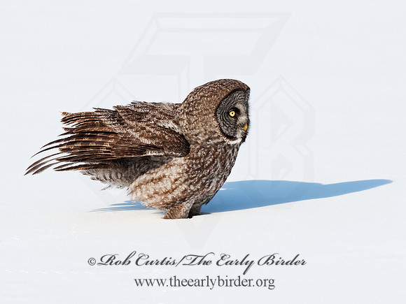 Strix nebulosa  GREAT GRAY OWL 8030538