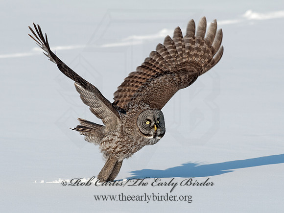Strix nebulosa  GREAT GRAY OWL 8030555