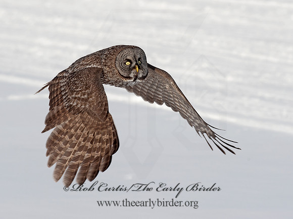 Strix nebulosa  GREAT GRAY OWL 8030558