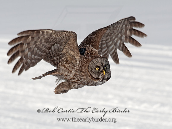 Strix nebulosa  GREAT GRAY OWL 8030559