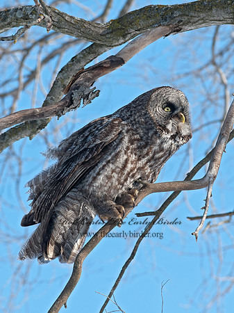 Strix nebulosa  GREAT GRAY OWL 8030568
