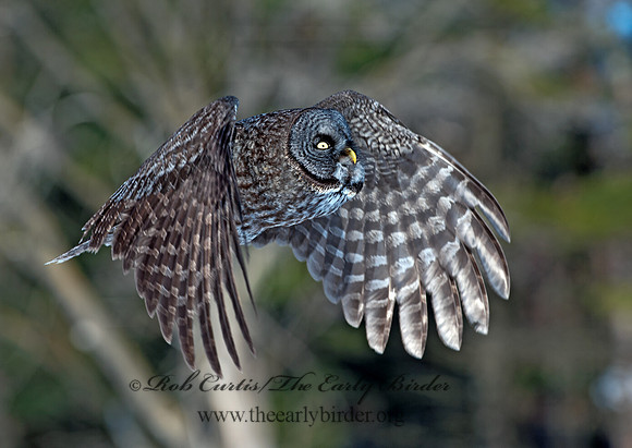 Strix nebulosa  GREAT GRAY OWL 8030562