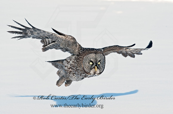 Strix nebulosa  GREAT GRAY OWL 8030583