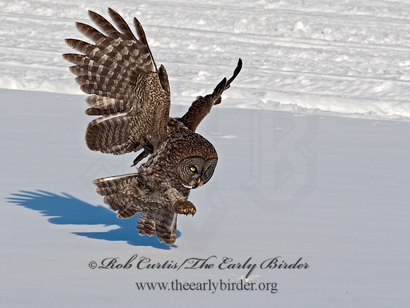 Strix nebulosa  GREAT GRAY OWL 8030598