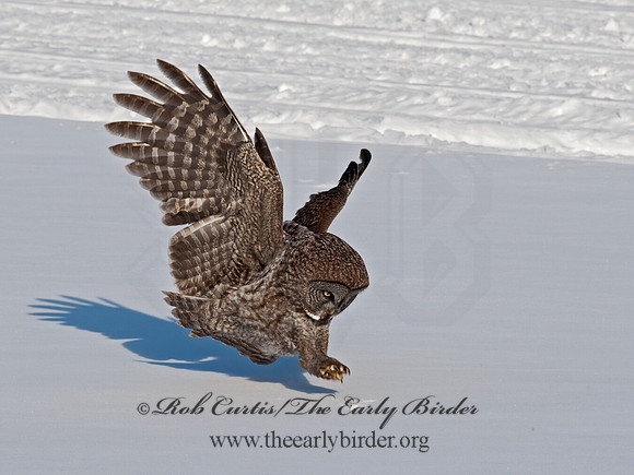 Strix nebulosa  GREAT GRAY OWL 8030599