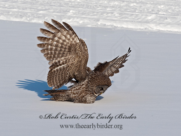 Strix nebulosa  GREAT GRAY OWL 8030600