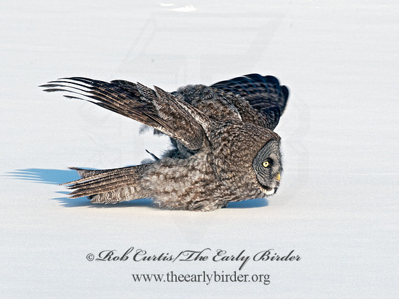 Strix nebulosa  GREAT GRAY OWL 8030601