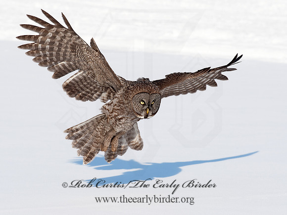 Strix nebulosa  GREAT GRAY OWL 8030613