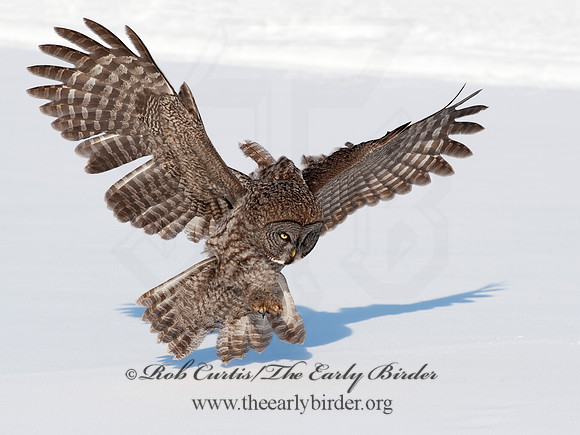 Strix nebulosa  GREAT GRAY OWL 8030615