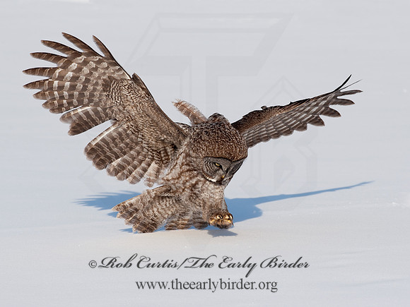 Strix nebulosa  GREAT GRAY OWL 8030616