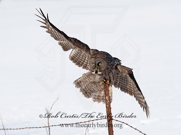 Strix nebulosa  GREAT GRAY OWL 8030620