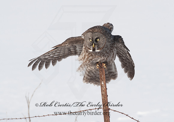 Strix nebulosa  GREAT GRAY OWL 8030622-Recovered