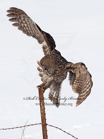 Strix nebulosa  GREAT GRAY OWL 8030619