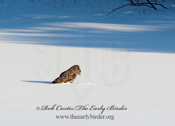 Strix nebulosa  GREAT GRAY OWL 9007900 Great Gary Owl