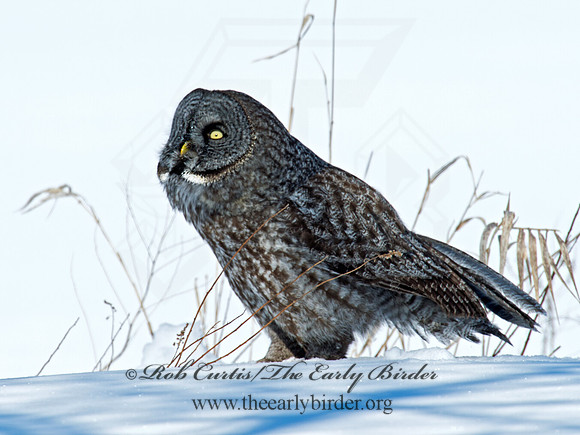 Strix nebulosa  GREAT GRAY OWL 9007845