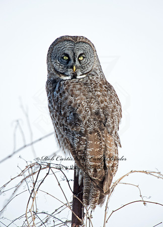 Strix nebulosa  GREAT GRAY OWL 9007822