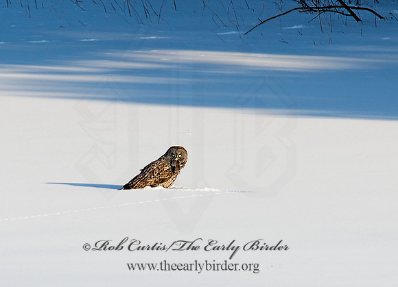 Strix nebulosa  GREAT GRAY OWL 9007901 Great Gary Owl