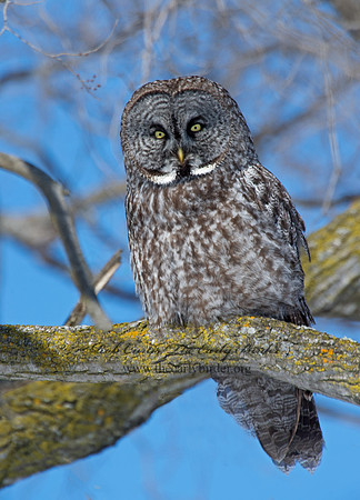 Strix nebulosa  GREAT GRAY OWL 9007819