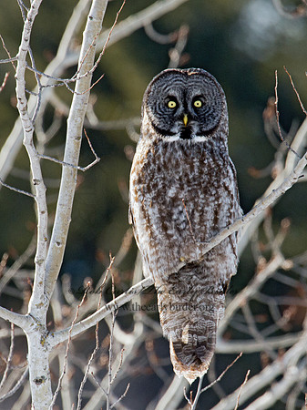 Strix nebulosa  GREAT GRAY OWL 9007870