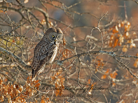 Strix nebulosa  GREAT GRAY OWL 9007904