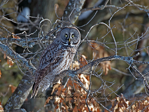 Strix nebulosa  GREAT GRAY OWL 9007906