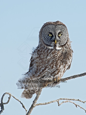Strix nebulosa  GREAT GRAY OWL 9007922