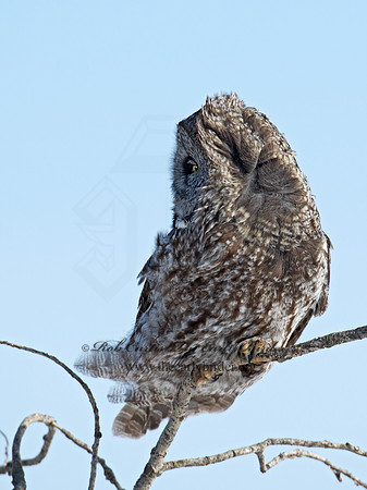 Strix nebulosa  GREAT GRAY OWL 9007925