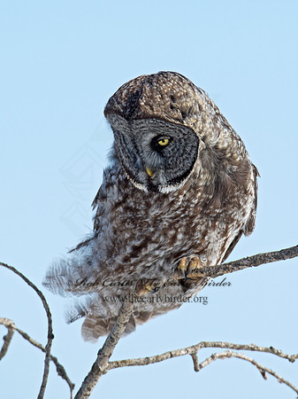 Strix nebulosa  GREAT GRAY OWL 9007928