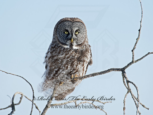 Strix nebulosa  GREAT GRAY OWL 9007931