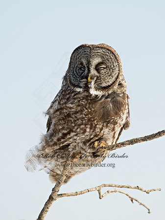 Strix nebulosa  GREAT GRAY OWL 9007942