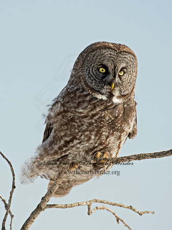Strix nebulosa  GREAT GRAY OWL 9007949