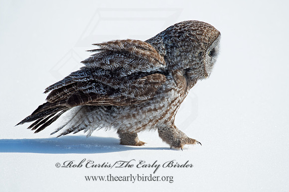 Strix nebulosa  GREAT GRAY OWL 9007955