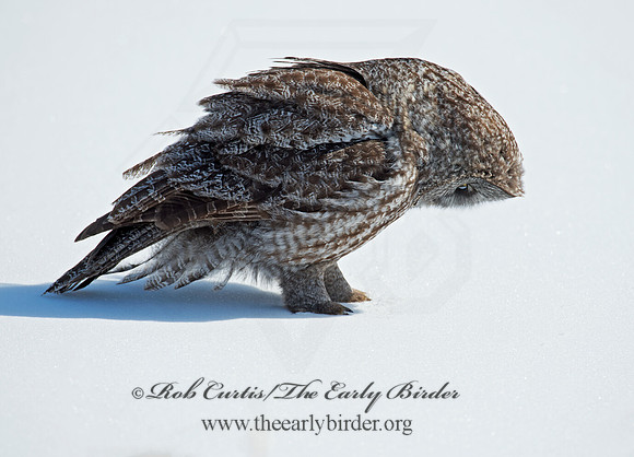 Strix nebulosa  GREAT GRAY OWL 9007957