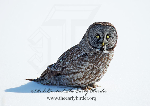 Strix nebulosa  GREAT GRAY OWL 9007964