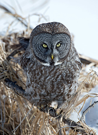 Strix nebulosa  GREAT GRAY OWL 9007970