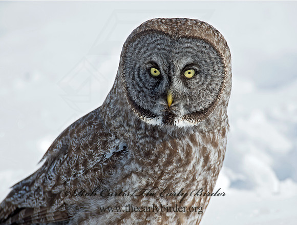 Strix nebulosa  GREAT GRAY OWL 9007995