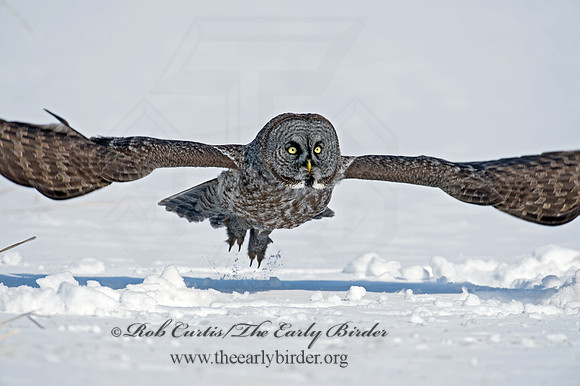 Strix nebulosa  GREAT GRAY OWL 9007997