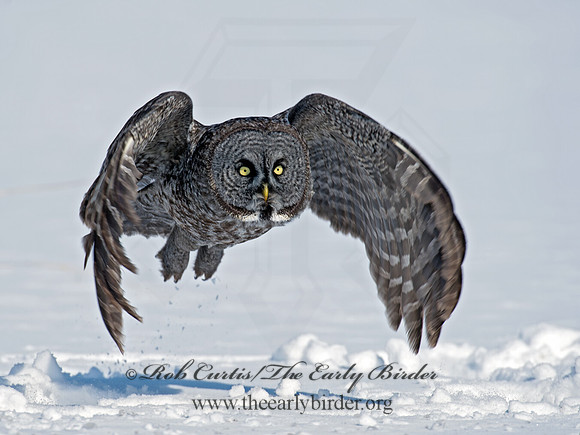 Strix nebulosa  GREAT GRAY OWL 9007998