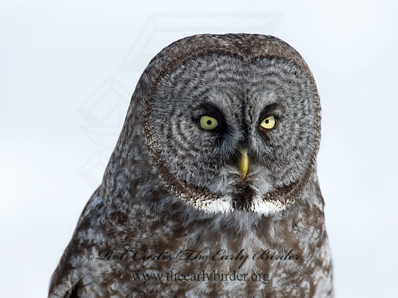 Strix nebulosa  GREAT GRAY OWL 9008014