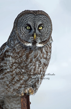 Strix nebulosa  GREAT GRAY OWL 9008008