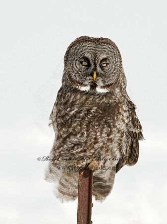 Strix nebulosa  GREAT GRAY OWL 9008027