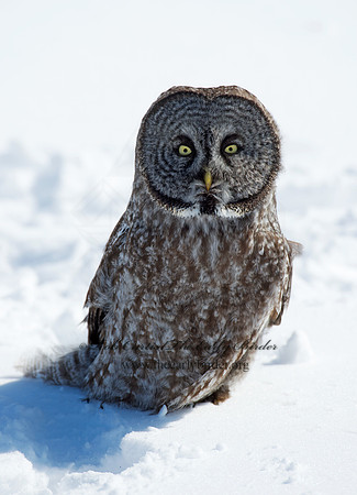 Strix nebulosa  GREAT GRAY OWL 9008038