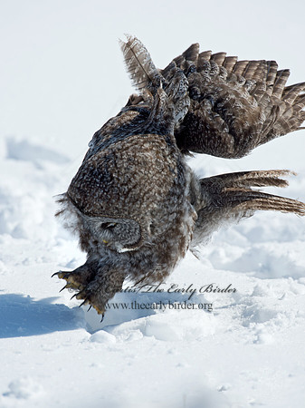 Strix nebulosa  GREAT GRAY OWL 9008041