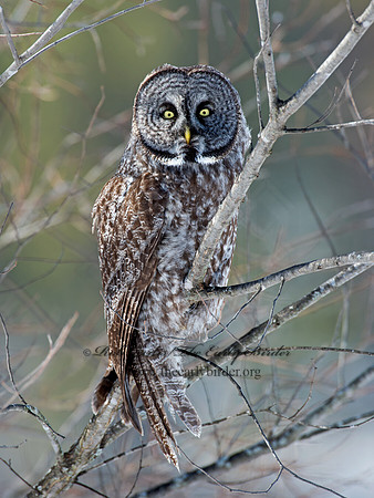 Strix nebulosa  GREAT GRAY OWL 9008056