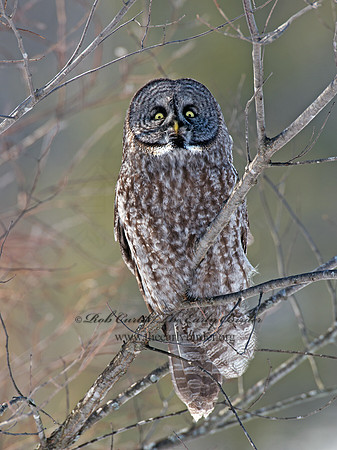 Strix nebulosa  GREAT GRAY OWL 9008078