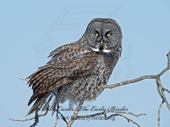 Strix nebulosa  GREAT GRAY OWL 9008100