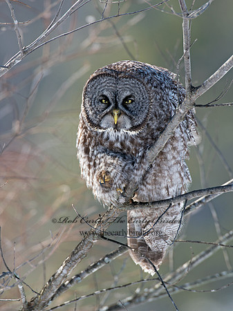 Strix nebulosa  GREAT GRAY OWL 9008082