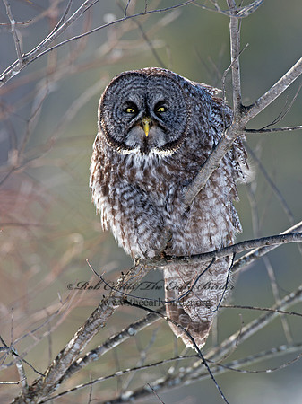 Strix nebulosa  GREAT GRAY OWL 9008084